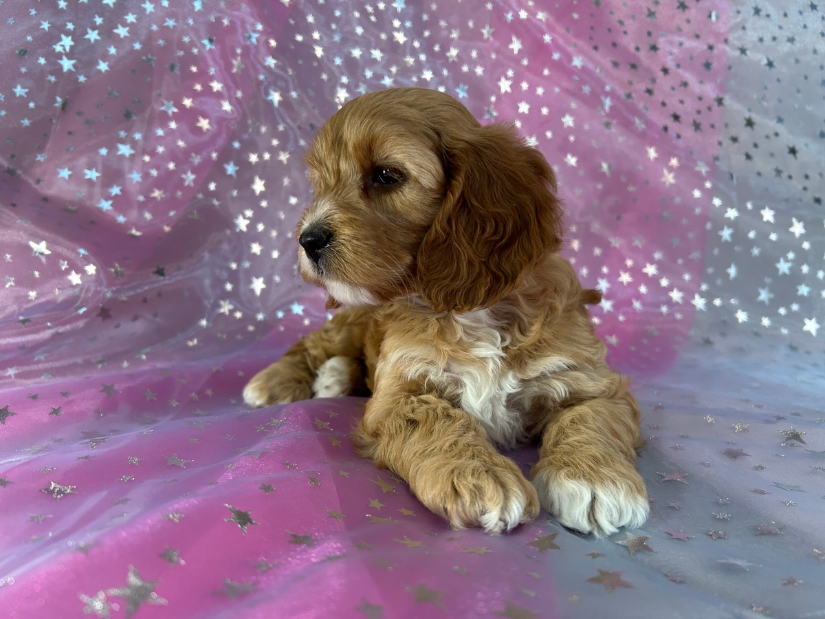 Female Cockapoo Puppy for Sale DOB 10-3-2025, $950